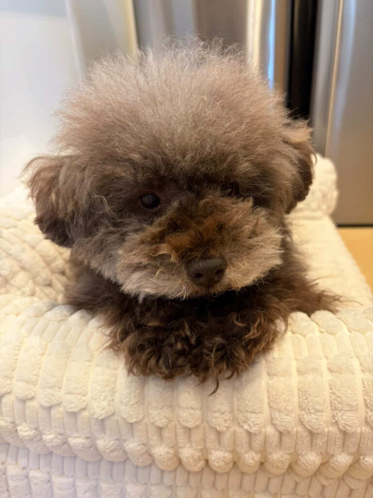 幸せ便り【ちょこ】くん