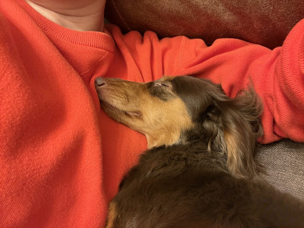 幸せ便り【モカ】ちゃん