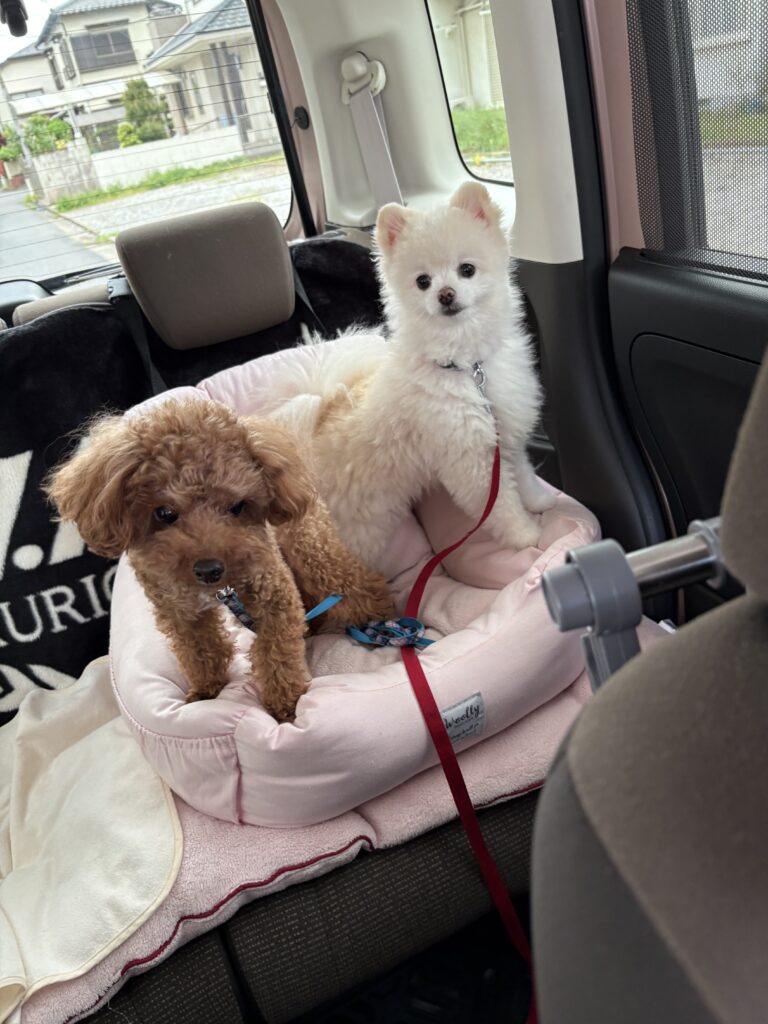 幸せ便り【全盲のあさひくん】