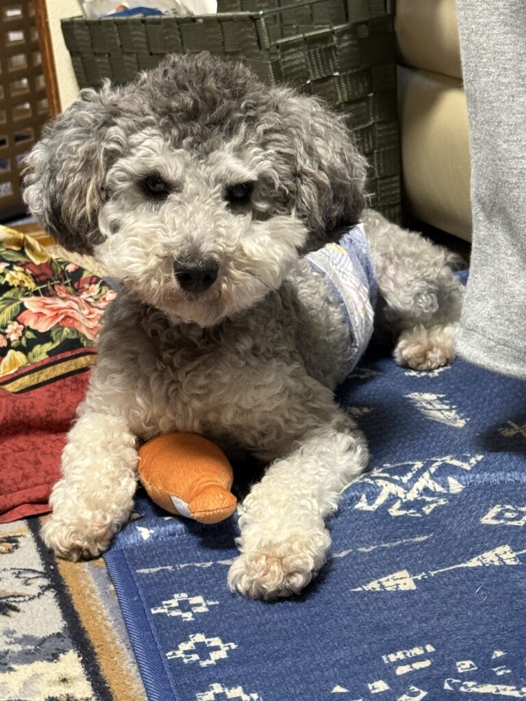 幸せ便り【ころね君】